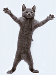 pic for DANCING CAT GIF